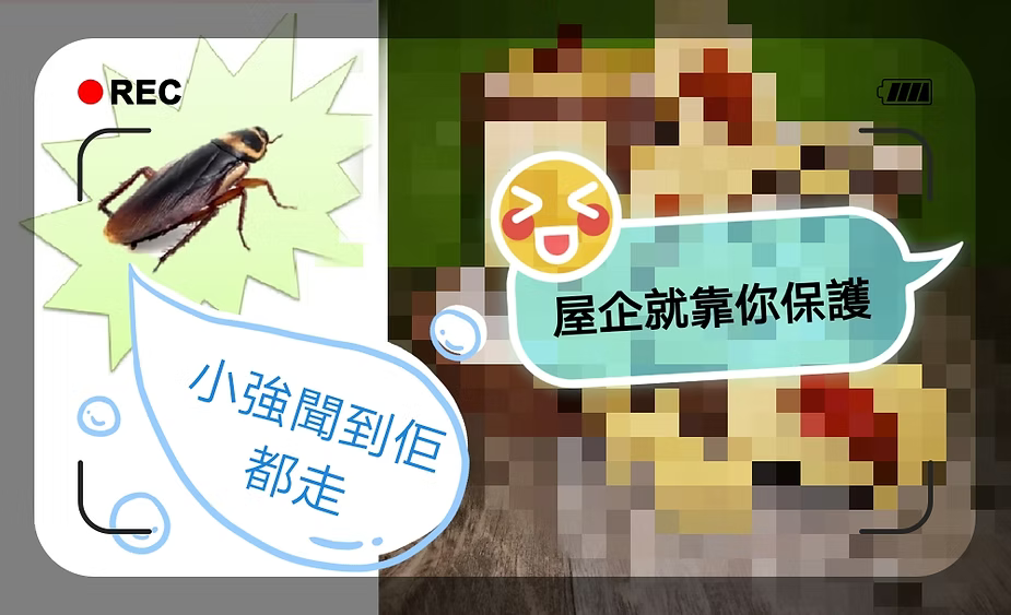 靠佢就可以同小強(蟑螂)拜拜？