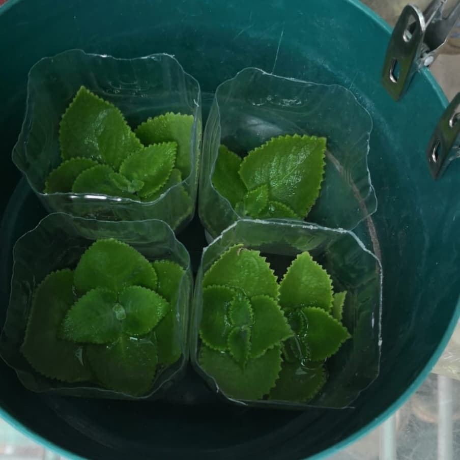 左手香消炎手工皂工作坊
