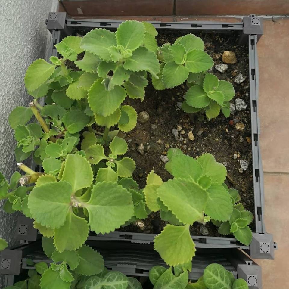 左手香消炎手工皂工作坊